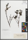 Foto von Salix myrsinites L.